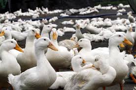 mo thay vit la so may