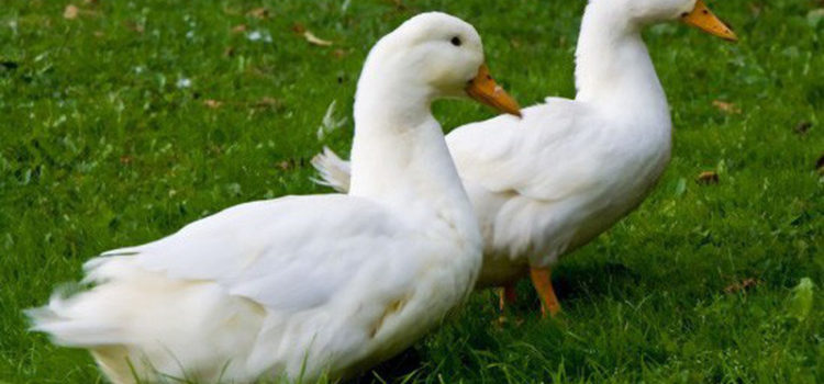 mo that vit la diem gi